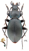 Carabus (Pachycarabus) koenigi Ganglbauer, 1886