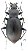 Carabus (Pachycarabus) roseri roseri Faldermann, 1835