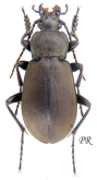 Carabus (Pachycarabus) staehlini rionicus Belousov, 1992