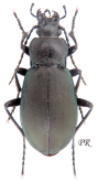 Carabus (Pachycarabus) staehlini rionicus Belousov, 1992