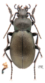 Carabus (Pachycarabus) swaneticus swaneticus Reitter, 1883