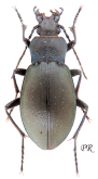 Carabus (Pachycarabus) swaneticus swaneticus Reitter, 1883