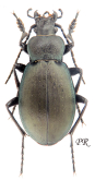 Carabus (Pachycarabus) swaneticus swaneticus Reitter, 1883