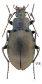 Carabus (Pachycarabus) swaneticus swaneticus Reitter, 1883