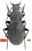 Carabus (Pachystus) cavernosus rozneri Retezár & Gy. Szél, 2013