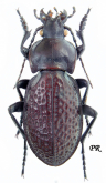 Carabus (Pachystus) cavernosus variolatus Costa, 1839