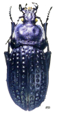 Carabus (Pachystus) cribratus pulumuricus Cavazzuti, 1994