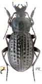 Carabus (Pachystus) cribratus cribratus Quensel, 1806