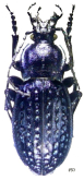 Carabus (Pachystus) cribratus yaraligozi Battoni, 1982
