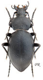 Carabus (Pachystus) graecus morio Mannerheim, 1830