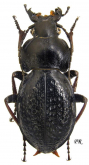 Carabus (Pachystus) hungaricus cribellatus Adams, 1812