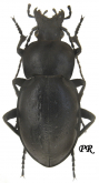 Carabus (Pachystus) hungaricus hungaricus Fabricius, 1792