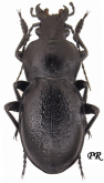 Carabus (Pachystus) hungaricus mingens Quensel, 1806