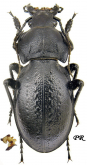 Carabus (Pachystus) hungaricus  scythus Motschulsky, 1847