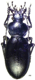 Carabus (Pachystus) pisidicus pisidicus Peyron, 1854