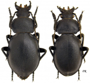 Carabus (Pachystus) tamsi tamsi Menetries, 1832