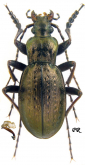 Carabus (Piocarabus) nanwutai Kleinfeld, Korell & Wrase, 1996