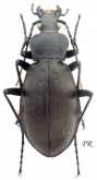 Carabus (Piocarabus) sui Imura & Zhou, 1998