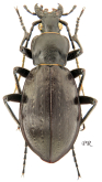 Carabus (Piocarabus) titanus Breuning, 1933