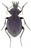 Carabus (Procerus) scabrosus bulgharmaadensis Bodemeyer, 1915 (as ludademae)