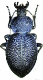 Carabus (Procerus) syriacus bulgharmaadensis