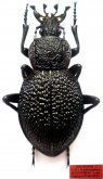 Carabus (Procerus) syriacus kozloviorum Cavazzuti, 2014