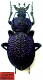 Carabus (Procerus) syriacus ludademae Cavazzuti & Kozlov, 2014