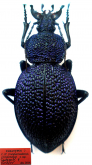 Carabus (Procerus) syriacus ludademae Cavazzuti & Kozlov, 2014