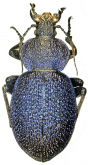 Carabus (Procerus) syriacus bulgharmaadensis Bodemeyer, 1915 (as toulgoetianus)