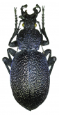 Carabus (Procerus) scabrosus armenius Zaitzev, 1930
