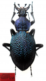 Carabus (Procerus) scabrosus antonkozlovi Cavazzuti, 2014
