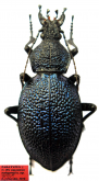 Carabus (Procerus) scabrosus nakagomei Cavazzuti & Kozlov, 2016