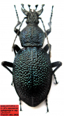 Carabus (Procerus) scabrosus nakagomei Cavazzuti & Kozlov, 2016
