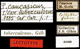 Carabus (Procerus) scabrosus var.tuberculosus Géhin, 1885 