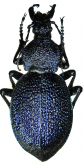 Carabus (Procerus) scabrosus fallettianus (Cavazzuti, 1997)