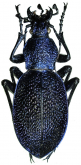 Carabus (Procerus) scabrosus propinquus Csiki, 1927
