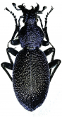 Carabus (Procerus) scabrosus mentor Blumenthal & Breuning, 1967
