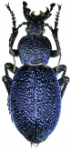 Carabus (Procerus) scabrosus callipygius Cavazzuti, 1986
