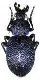 Carabus (Procerus) scabrosus dardanellicus Kraatz, 1886