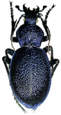 Carabus (Procerus) scabrosus munzurensis Cavazzuti & Lassalle, 1987