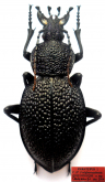 Carabus (Procerus) syriacus kozloviorum Cavazzuti, 2014
