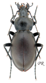 Carabus (Procrustes) clypeatus kurnakovi Kryzhanovskij, 1968