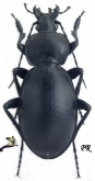Carabus (Procrustes) impressus carmelita Lapouge, 1907