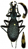 Carabus (Pseudocoptolabrus) chortenensis Cavazzuti, 2005
