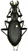 Carabus (Pseudocoptolabrus) taliensis xerophilous Rapuzzi, 2020