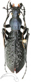 Carabus (Pseudocoptolabrus) pseudochortenensis Deuve & Tian, 2020