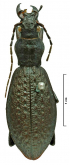 Carabus (Pseudocoptolabrus) taliensis taliensis (Fairmaire, 1886)
