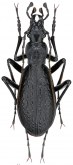 Carabus (Pseudocoptolabrus) watanabei watanabei (Imura, 2003)