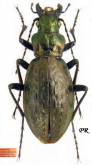 Carabus (Pseudocranion) lazikouensis lazikouensis (as kundaensis Deuve, 2003)