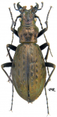 Carabus (Pseudocranion) taibaishanicus taibaishanicus Deuve, 1989
